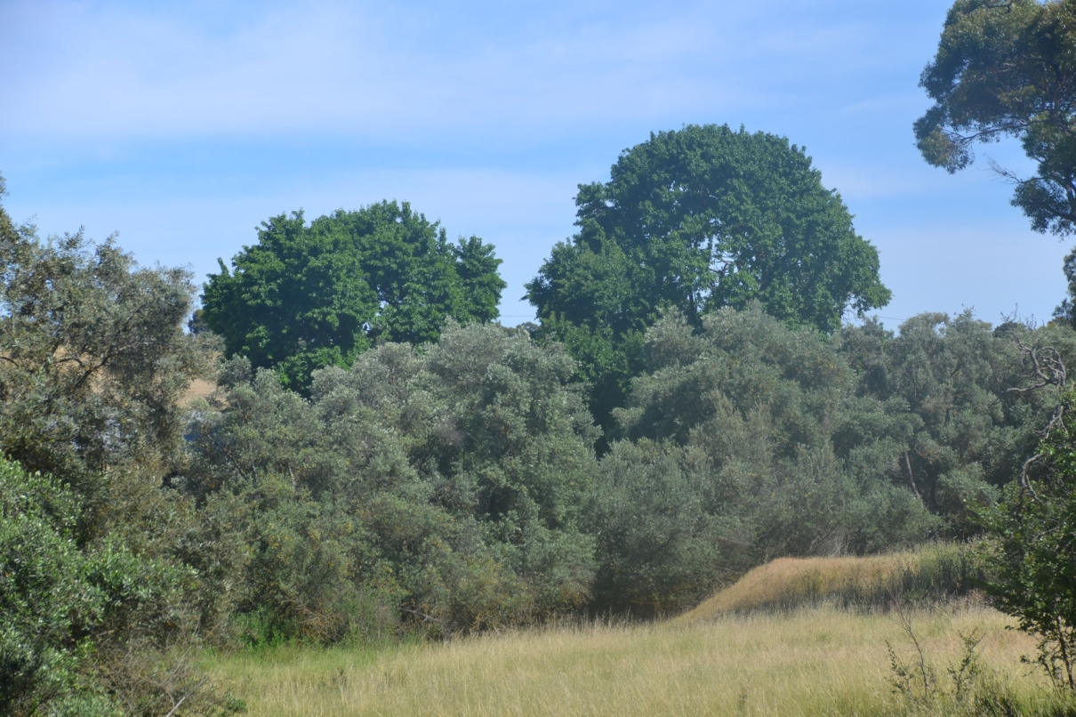 Heritage Osage Orange Trees