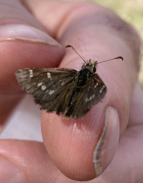 Anisynta cynone ssp. cynone