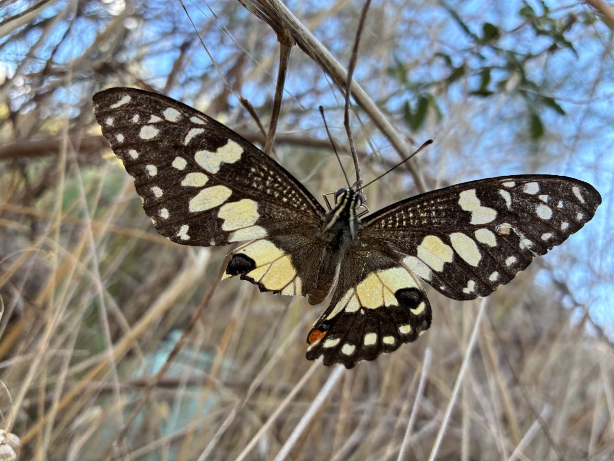 Papilio demoleus - Photo: Angus Droogan-Turniski